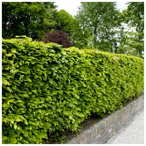 30 Green Beech Hedging Plants 2-3ft Fagus Sylvatica Trees,Brown Winter Leaves 3FATPIGS