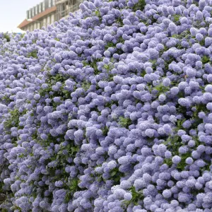 Evergreen Shrub collection - year round colour 6 plants in 9cm pots