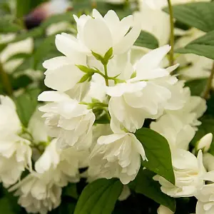 Philadelphus Snowbelle in a 3L Pot