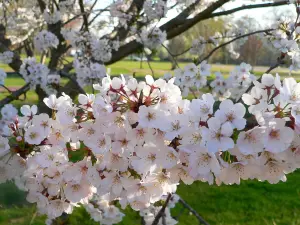 Cherry Tree - Prunus avium 'Regina' - Patio Fruit Tree 2-4ft in 5 Litre Pot