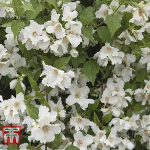 Philadelphus Belle Etoile 9cm Pot x 2