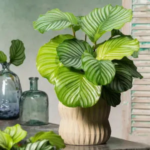 Calathea Orbifolia in 12cm Pot - 30-35cm in Height - Indoor Striped Prayer Plant