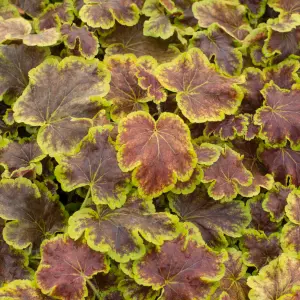 Heucherella Solar Eclipse - Dark Foliage with Bright Green Edges, Perennial Plant, Moderate Height (30-40cm Height Including Pot)