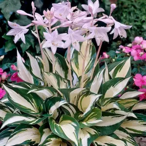 Hosta Fire and Ice Garden Plant - Variegated Foliage, Purple Flowers (10-20cm Height Including Pot)