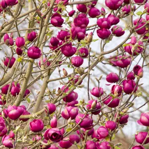 Magnolia Black Tulip Tree - Red-Purple Spring Flowers, Deciduous, Low Maintenance (4-5ft)