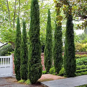 Cupressus sempervirens in a 20cm Pot 1.1-1.4M tall