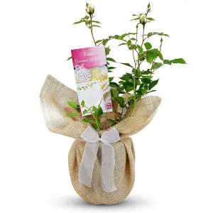 Diamond Wedding Rose Bush Gift Wrapped - 60th Wedding Anniversary Garden Plant