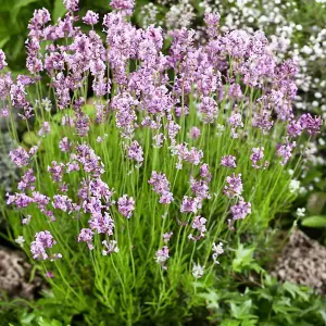 1 x Lavender 'BeeZee Pink' in 9cm Pot - Summer Colour for Scented Gardens