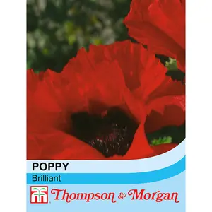 Poppy Brilliant 1 Seed Packet (180 seeds)