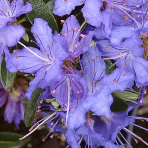 Rhododendron Night Sky (15-25cm Height Including Pot) Garden Plant - Compact Shrub, Unique Foliage