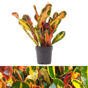 Codiaeum Mammi in 12cm Pot - Joseph's Coat - Multicoloured Indoor Plant