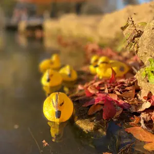 Decorative Plastic Floating Yellow Pond Ducklings (Pack of 6)