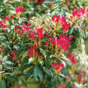 Pieris Forest Flame in 2 Litre Pot - 40-50cm In Height - Ready To Plant Pieris