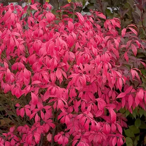 Euonymus alatus Unforgettable Fire (HAYMAN) 9cm Potted Plant x 2