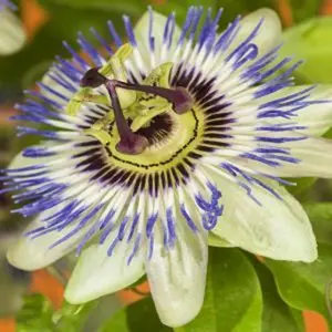 Passiflora Beauty of Hannover Garden Plant - Exotic Blooms, Compact Size (20-30cm Height Including Pot)