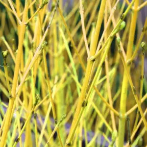 Cornus sericea Flaviramea 'Golden-Twig Dogwood' Bare Root Hedge Hedging Tree Plants (2-3ft, 5 Plants)