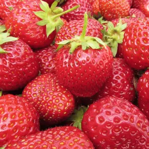 Strawberry Korona - Outdoor Fruit Plants for Gardens, Pots, Containers (9cm Pots, 10 Pack)