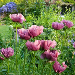 Papaver Oriental Patty's Plum in a 9cm Pot (Pack of 3)