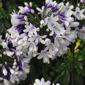 Agapanthus Twister 9cm Potted Plant x 1