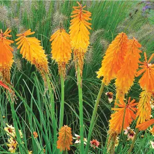 Kniphofia Mango Popsicle Garden Plant - Vibrant Orange Flowers, Compact Size (15-25cm Height Including Pot)