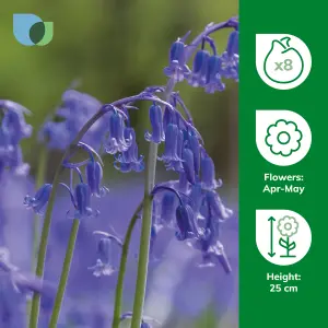 Hyacinthoides non-scripta (English Bluebells) 8 Flower bulbs