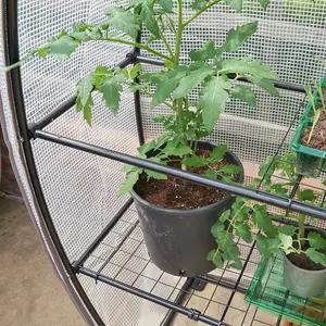 Westland Growhouse Unique Shape Greenhouse Strong Frame + Big Tom Tomato Feed 1L