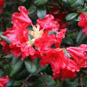 Rhododendron Scarlet Wonder (15-25cm Height Including Pot) Garden Plant - Compact Shrub, Scarlet Blooms