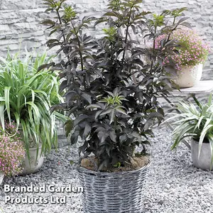 Sambucus Nigra Black Tower 9cm Potted Plant x 1