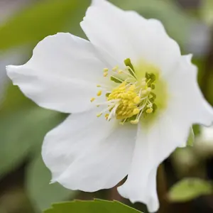 White Helleborus Christmas Rose Plant in 13cm Pot - Autumn Winter Flowering Shrub Ready to Plant