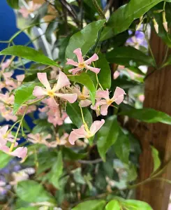 Fragrance Climbing Trachelospermum Collection - Star Jasmine in 9cm pots