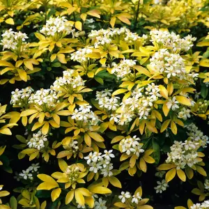 Choisya Sundance in 9cm Pot - Mexican Orange Blossom - Aromatic Evergreen Shrub