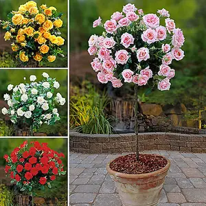 Patio Standard Rose Bush Collection 4 x 60cm Tall Bare Root Roses Bushes Rose Bush Collection for Gardens