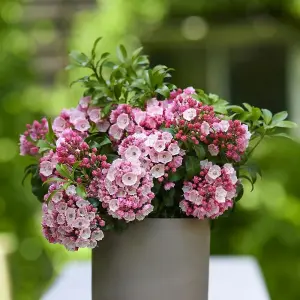 Little Linda Mountain Laurel Shrub Plant Kalmia Latifolia 3L Pot