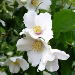 Philadelphus Belle Etoile Garden Plant - Fragrant White Star-Shaped Blooms (15-30cm Height Including Pot)