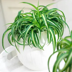 Chlorophytum 'Bonnie': Curly Leaves, Air-Purifying Indoor Plant (20-30cm, 12cm Pot)