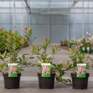 Hardy Shrub - Photinia Fraseri Louise - 3 Litre Potted  Plant x 1 - stunning foliage colours