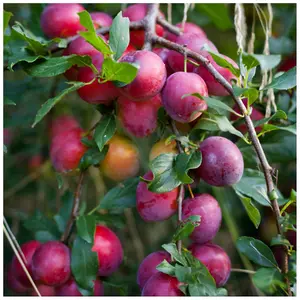 Dwarf Patio Big Juicy Victoria Plum Tree,Self Fertile & Juicy, Ready to Fruit 3FATPIGS