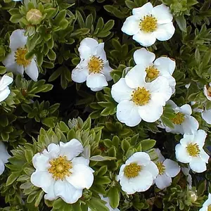 Potentilla Tilford Cream Garden Plant - Creamy White Flowers, Compact Size, Hardy (15-30cm Height Including Pot)