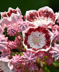 Kalmia latifolia Kaleidoscope - Mountain Laurel, Neat Evergreen Shrub 1x19cm Pot