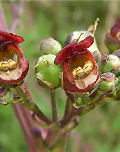 Lincolnshire Pond Plants Ltd Marginal Plants - Pond Plants (Scrophularia Auriculata) - 9cm Bareroot