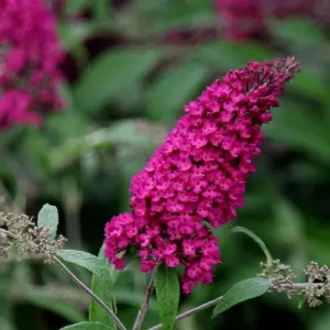 Royal Red Butterfly Bush Shrub Plant Buddleja Davidii 10L Pot 80cm - 100cm