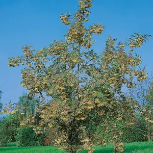 Sorbus Joseph Rock Tree - Yellow Berried Mountain Ash, Ornamental, Hardy (5-6ft)