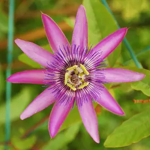 Passiflora Lavender Lady in 9cm Pot - Exotic Passion Flowers - Perfect in Pots for Patios