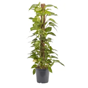 Verve Devil's ivy in Anthracite grey Plastic Grow pot 24cm