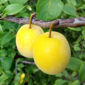 Cherry Plum Golden Sphere Mirabelle Plum Outdoor Fruit Tree Bare Root 1.2M