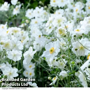 Anemone Honrine Jobert 3 Litre Potted Plant x 3