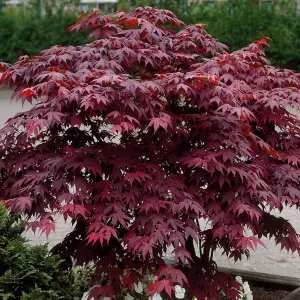 Acer Bloodgood - Deep Red Foliage, Outdoor Plant, Ideal for Gardens, Compact Size (50-70cm Height Including Pot)