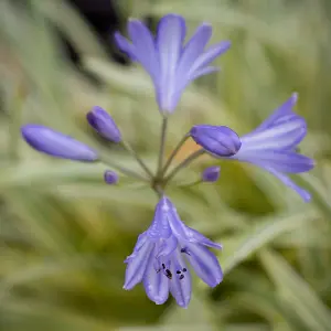 Agapanthus Golden Drop Established Plant in 9cm Pot