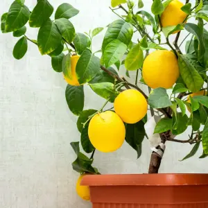 Citrus Lemon Tree in 12cm Pot - Mini Indoor Tree - Edible Fresh Fruit