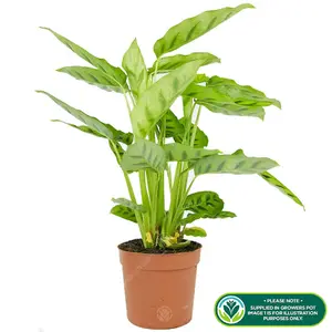 Calathea Leopardina - Exotic Foliage, Indoor Houseplant (12cm, 30-40cm)